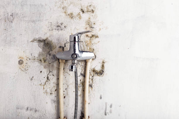 Best Best Mold Removal Companies  in Wiggins, CO