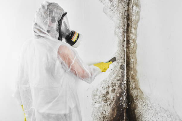 Best Mold Inspection  in Wiggins, CO