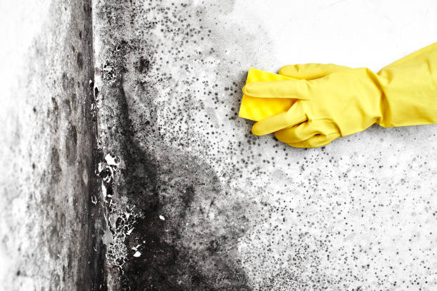 Best Office Mold Removal Services  in Wiggins, CO