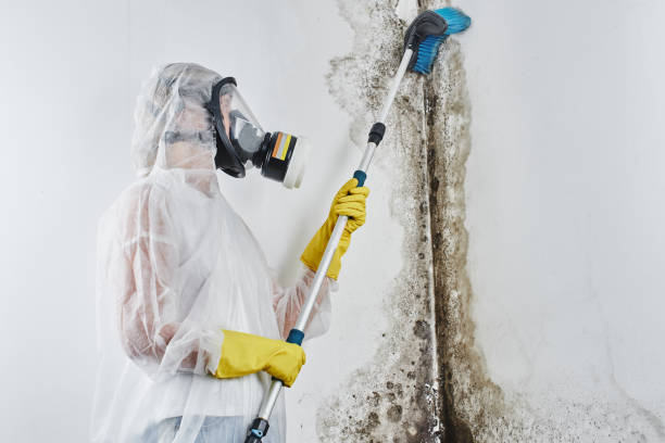 Best Fast Mold Removal  in Wiggins, CO
