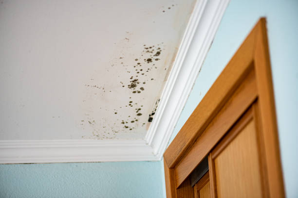 Best Mold Removal Company Near Me  in Wiggins, CO