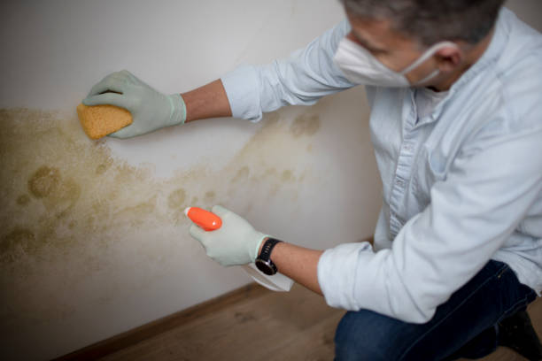 Best Home Mold Removal  in Wiggins, CO