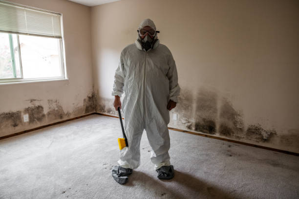 Mold Testing and Removal in Wiggins, CO