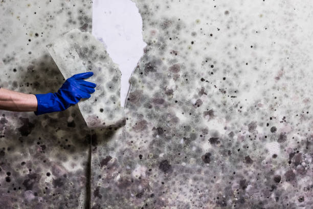 Professional Mold Removal in Wiggins, CO