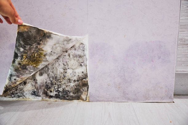 Best Black Mold Removal  in Wiggins, CO